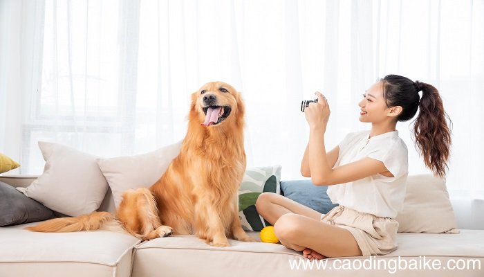 梦见被一群狗围困是什么意思 梦见被一群狗围困有什么预兆