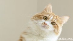 梦见猫咬我手背是什么意思 梦见猫咬我手背有什么预兆