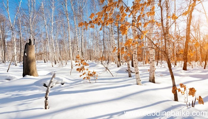 梦见深雪中迷路是什么意思 梦见深雪中迷路有什么预兆