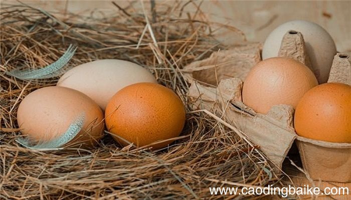 梦见买鸡蛋是什么意思 梦见买鸡蛋是什么预兆