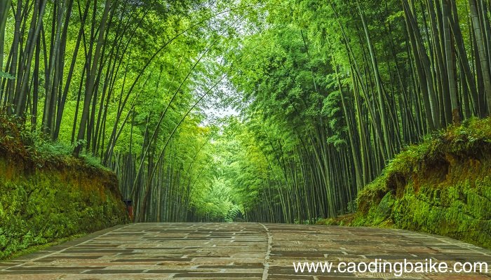 梦见竹林中漫步是什么意思 梦见竹林中漫步有什么预兆