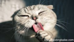 梦见吃猫肉是什么意思 梦见吃猫肉是什么预兆