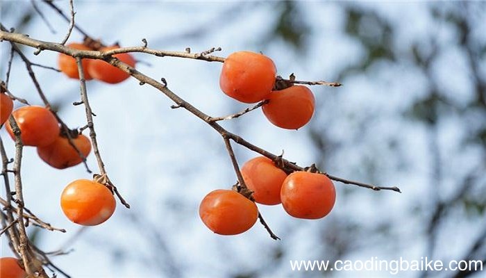 梦见吃柿子是什么意思 梦见吃柿子有什么预兆