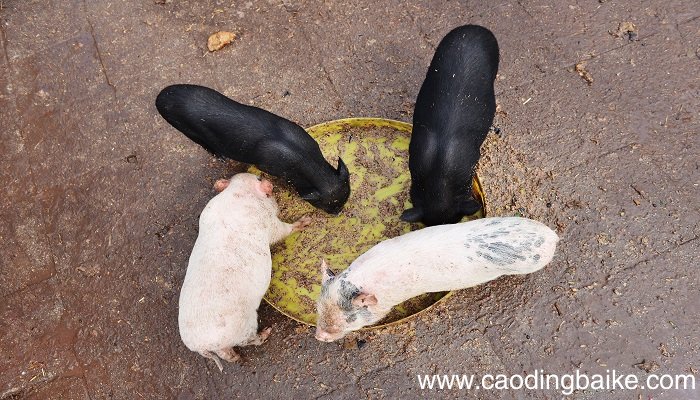 梦见食槽是什么意思 梦见食槽预示着什么