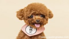 梦见打狗 狗被打是什么意思 梦见打狗 狗被打有什么预兆