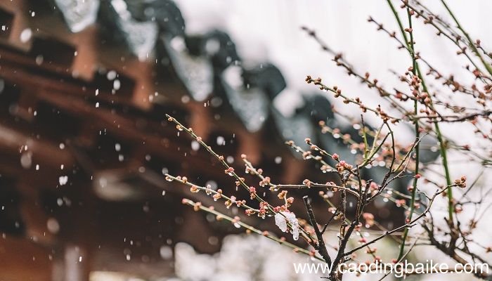 梦见积雪的森林中漫步是什么意思 梦见积雪的森林中漫步有什么预兆