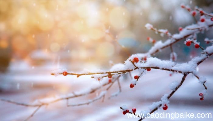 梦见积雪的森林中漫步是什么意思 梦见积雪的森林中漫步有什么预兆