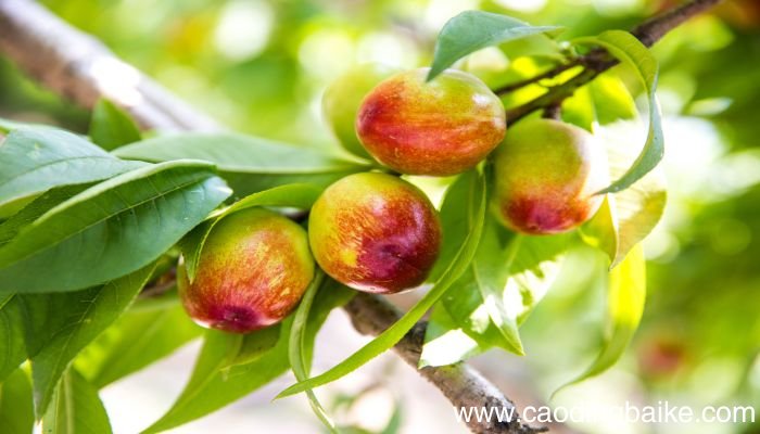梦见植树是什么意思 梦见植树有什么预兆