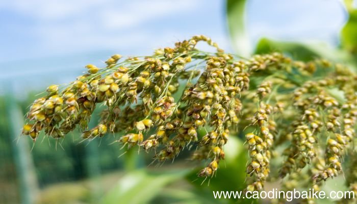 梦见种麦子是什么意思 梦见种麦子有什么预兆