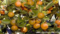 梦见摘柿子是什么意思 梦见摘柿子有什么预兆