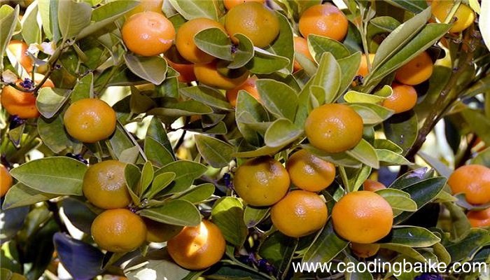 梦见摘柿子是什么意思 梦见摘柿子有什么预兆