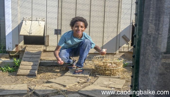 梦见捡鸡蛋是什么意思 梦见捡鸡蛋有什么预兆