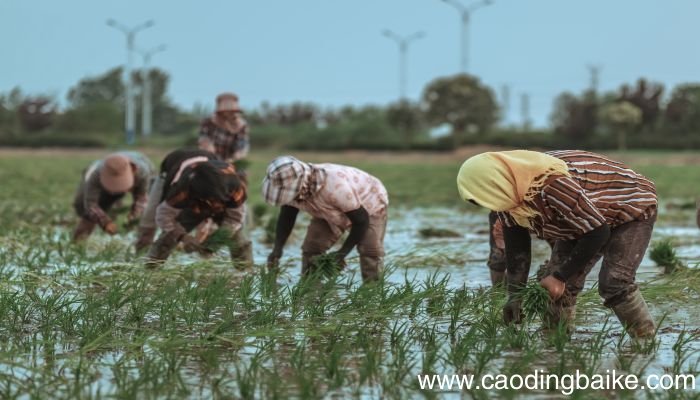 梦见插秧是什么意思 梦见插秧有什么预兆