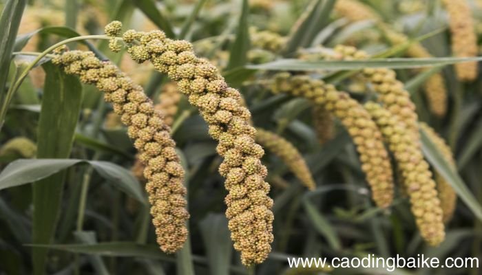 梦见拾穗是什么意思 梦见拾穗有什么预兆