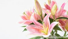 梦见买花是什么意思 梦见买花有什么预兆