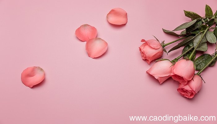 梦见买花是什么意思 梦见买花有什么预兆