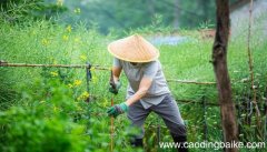 梦见种菜是什么意思 梦见种菜有什么预兆