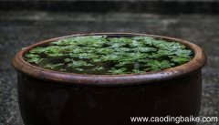 梦见水缸是什么意思 梦见水缸有什么预兆