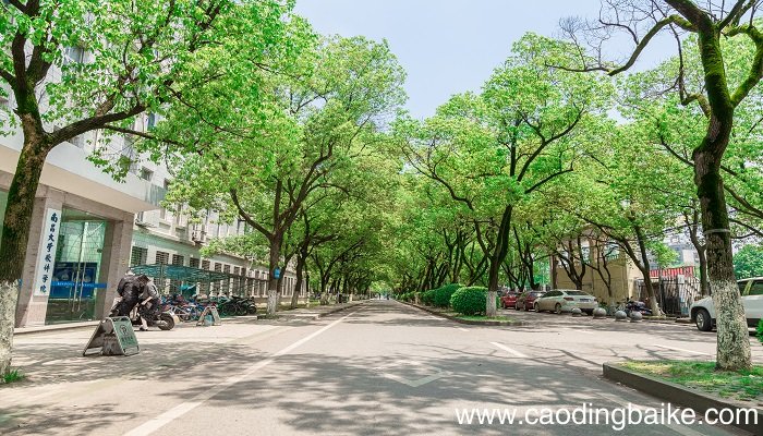 梦见槐树是什么意思 梦见槐树有什么预兆