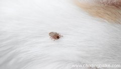 梦见虱子是什么意思 梦见虱子有什么预兆