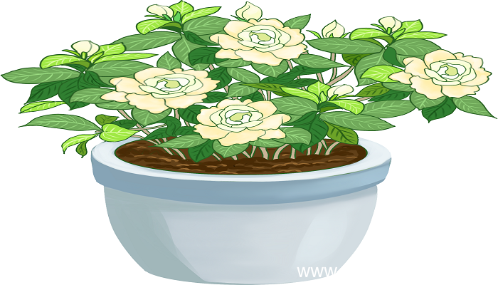 梦见栀子花是什么意思 梦见栀子花是什么预兆