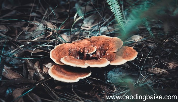 梦见灵芝是什么意思 梦见灵芝有什么预兆