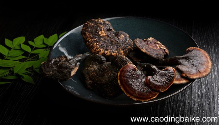 梦见灵芝是什么意思 梦见灵芝有什么预兆