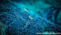 梦见珊瑚是什么意思 梦见珊瑚有什么预兆