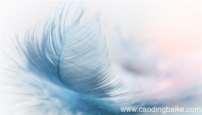 梦见大羽毛是什么意思 梦见大羽毛有什么预兆