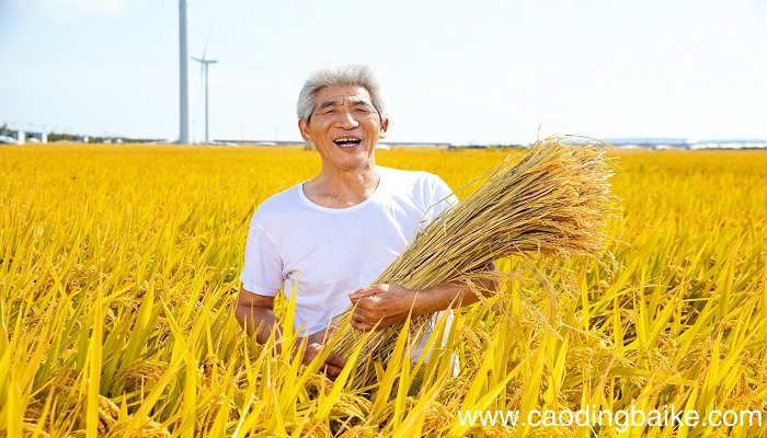 梦见水稻是什么意思 梦见水稻有什么预兆