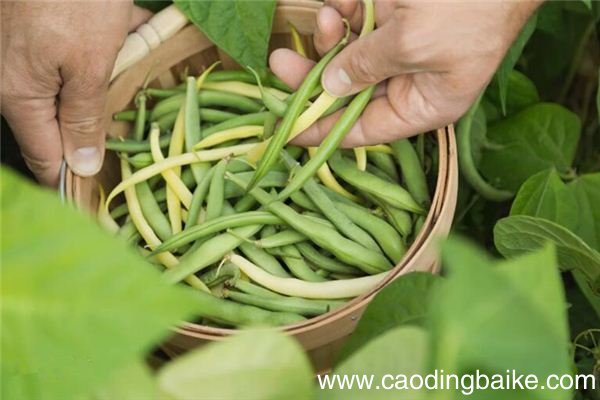 梦见偷摘豆角是什么意思 梦见偷摘豆角有什么预兆