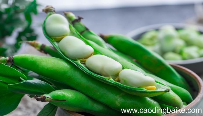 梦见豆荚是什么意思 梦见豆荚有什么预兆