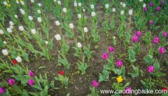 梦见花木是什么意思 梦见花木有什么预兆