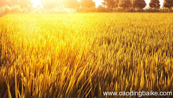 梦见麦芽是什么意思 梦见麦芽有什么预兆