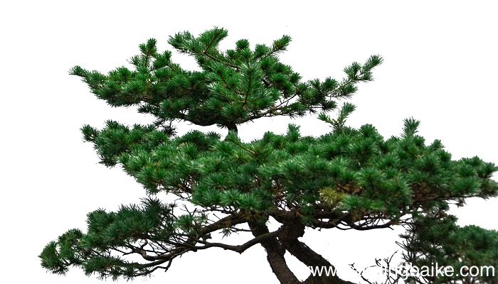 梦见爬上松树是什么意思 梦见爬上松树有什么预兆
