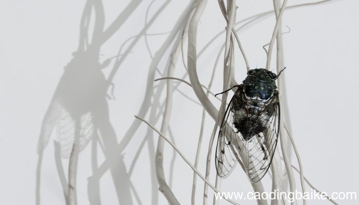 梦见蝉 知了是什么意思 梦见蝉 知了有什么预兆