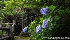 梦见兰花开得很茂盛是什么意思 梦见兰花开得很茂盛是什么预兆