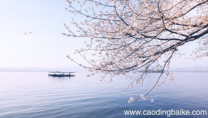 梦见樱花盛开是什么意思 梦见樱花盛开是什么预兆