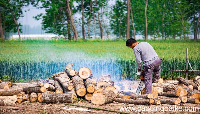 梦见斩树木是什么意思 梦见斩树木有什么预兆