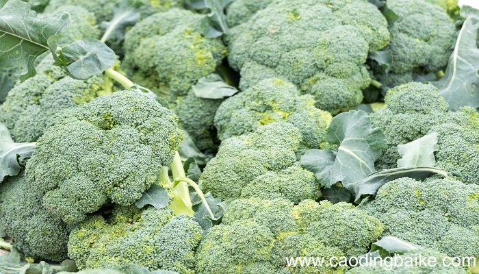 梦见花椰莱是什么意思 梦见花椰莱有什么预兆