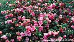 梦见芍药花