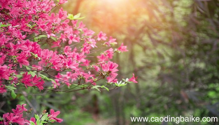 梦见杜鹃花是什么意思 梦见杜鹃花是什么预兆