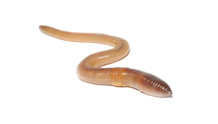 梦见蚯蚓是什么意思 梦见蚯蚓有什么预兆