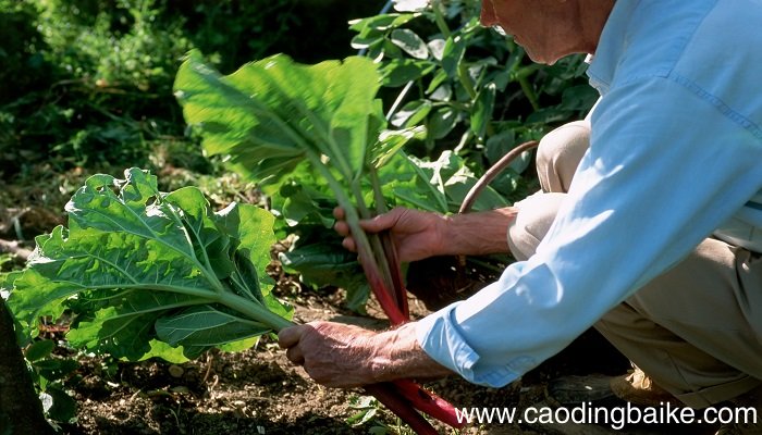 梦见大黄是什么意思 梦见大黄有什么预兆