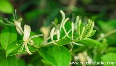 梦见金银花是什么意思 梦见金银花是什么预兆