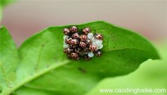 梦见虫卵是什么意思 梦见虫卵有什么预兆