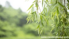 梦见杨柳是什么意思 梦见杨柳有什么预兆