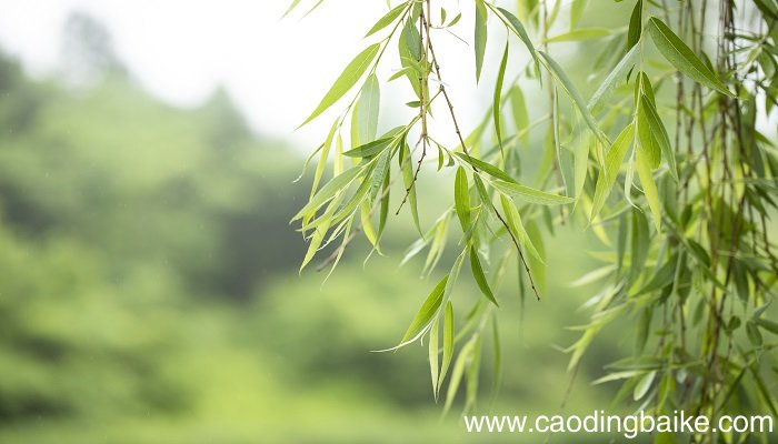 梦见杨柳是什么意思 梦见杨柳有什么预兆