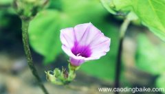 梦见牵牛花开是什么意思 梦见牵牛花开是什么预兆