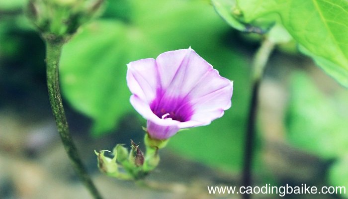 梦见牵牛花开是什么意思 梦见牵牛花开是什么预兆